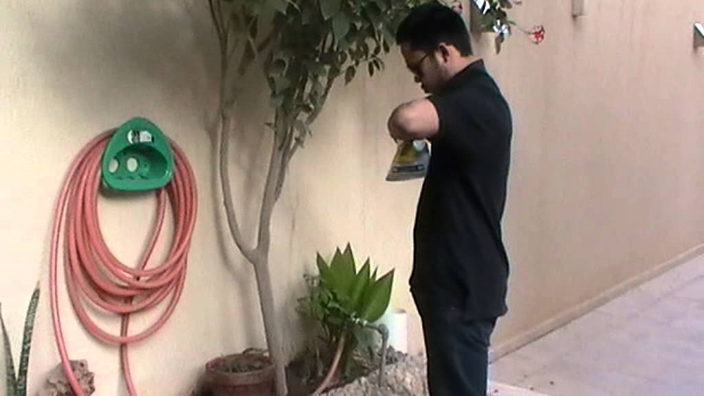 ternak ayam di arab 