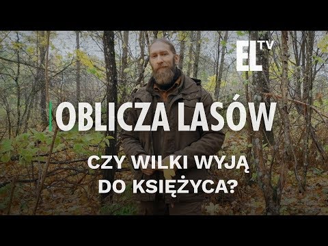 Wideo: Dlaczego wilki wyją?