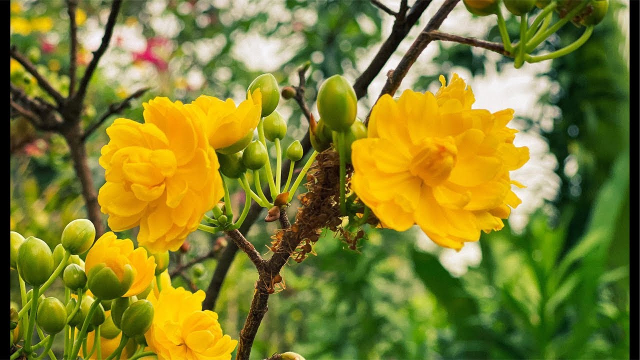 Giao lưu mai phôi ngày 3/3/2026