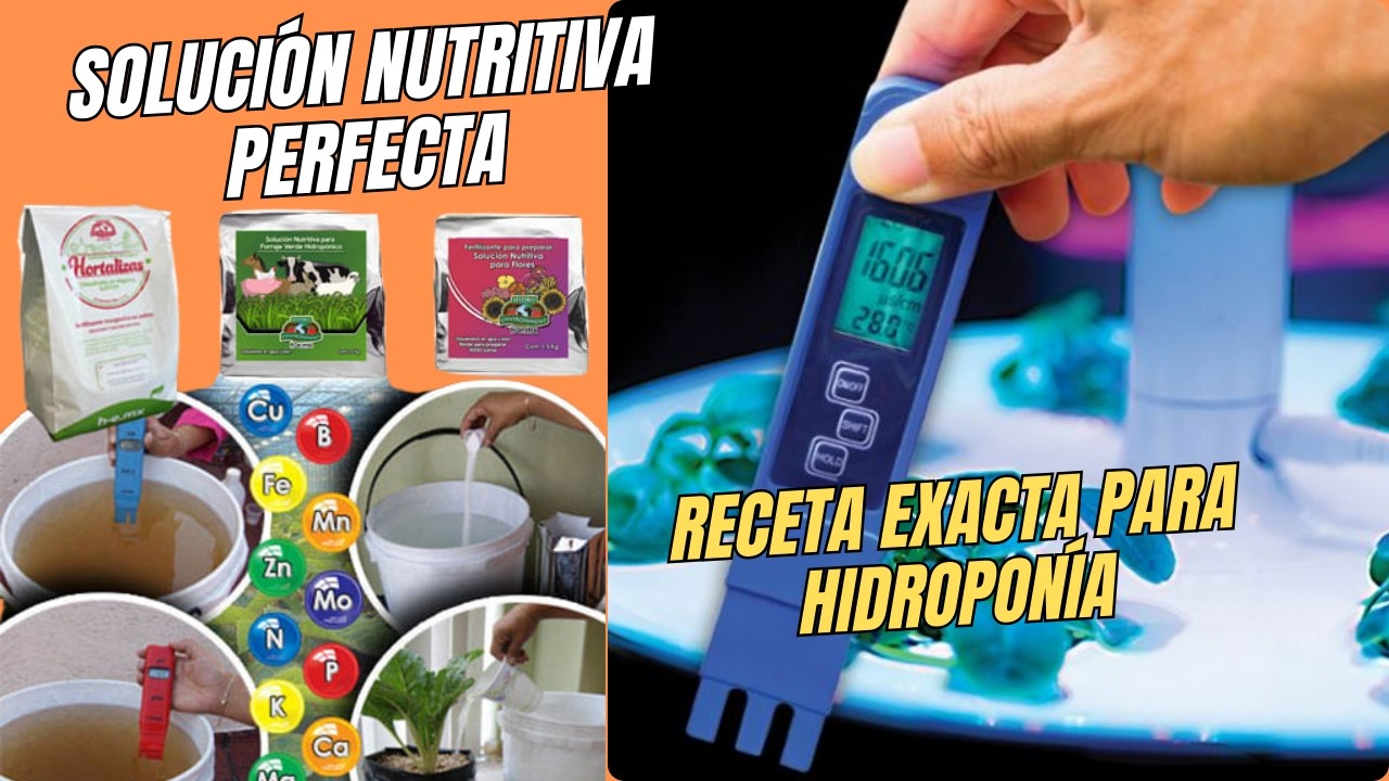 Cómo Preparar Solución Nutritiva para LECHUGAS en SISTEMA  HIDROPÓNICO NFT | Guía Paso a Paso