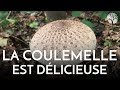 La coulemelle, ou lépiote élevée, est délicieuse !