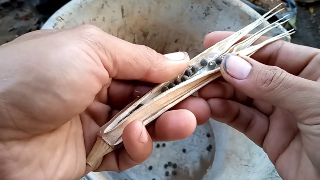 cara menanam okra dari biji di dalam polybag 