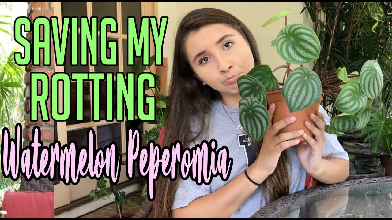 Propagating My Dying Watermelon Peperomia HousePlant YouTube
