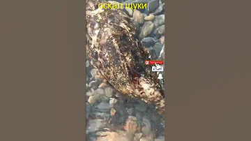 Рыба бычок. Как выглядит.