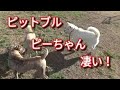【ピットブル】ハンデある犬を守る！ピーちゃん凄い！ Dog Rescue