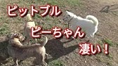 保健所から来た噛む犬3頭に首輪付けます 難易度 低 中 高 Dog Rescue A R Youtube