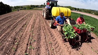 USING THIS SPECIAL PLANTER ON OUR VEGETABLE FARM by The Veggie Boys 57,194 views 4 days ago 14 minutes, 28 seconds