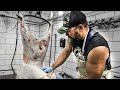 How to skin a Lamb! By the Bearded Butchers