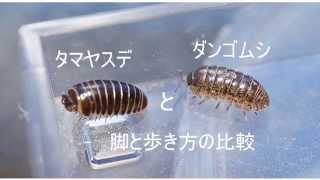ダンゴムシは虫じゃない 照井浩也 照井浩也の驚きの日常 ダンゴムシは虫じゃない 照井浩也 照井浩也の驚きの日常