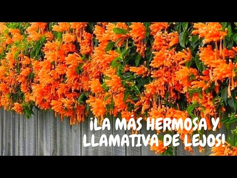 Video: Matar la enredadera de trompeta: Cómo matar la enredadera de trompeta en tu jardín