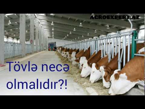 Video: Acılı düyə nədir?