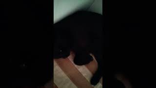 Котик спит на подушке #shorts