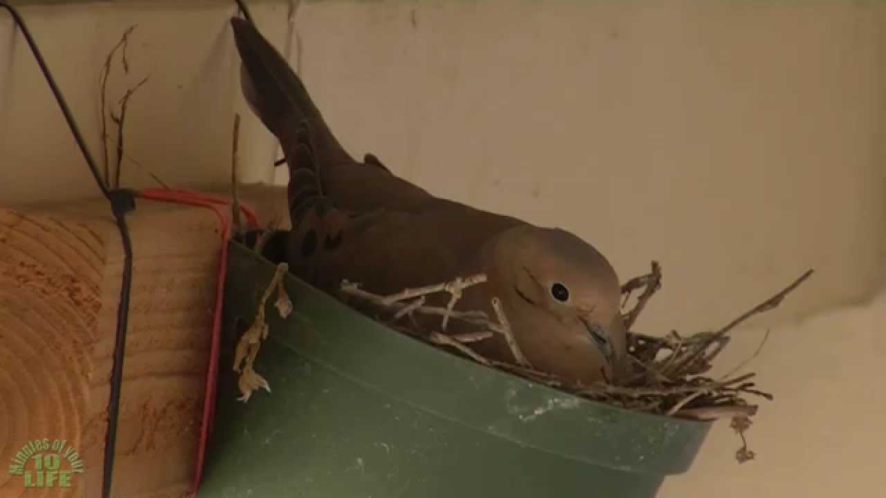 10 Minutes Of Your Life Watching A Mourning Dove Incubation Period