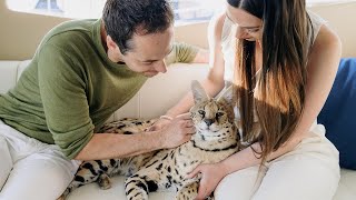Things Nobody Will Tell You About Having an African Serval