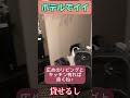 家にビジネスホテルの部屋が有れば良いと思うのは私だけじゃ無いだろ?もうね、あーゆー事でイイんだよ!