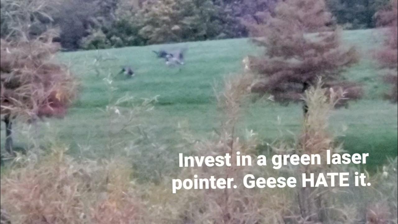 Geese Deterrent. Green Laser pointer. YouTube