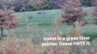 Geese Deterrent. Green Laser Pointer.