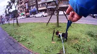 1110131大好天氣遛狗2 音樂走馬燈 惜別夜港邊 出外的仔仔是我薩克斯風及口琴錄音