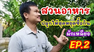 ผักเหลียง​ พืช​มีประโยชน์​ คุณ​ค่า​ทาง​โภชนาการ​สูง​ ​/ by.สวนอาหาร​ EP.2