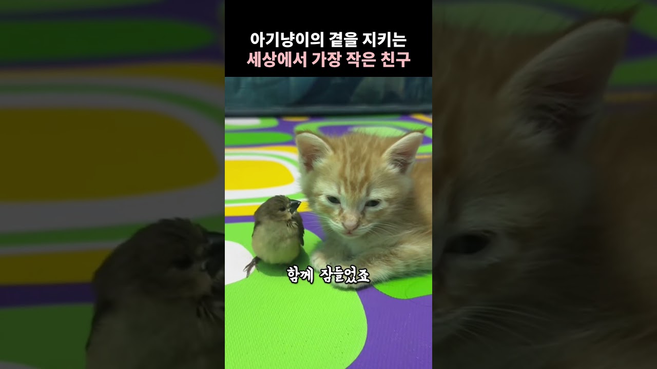 아기냥이 곁을 지키는 세상에서 가장 작은 친구