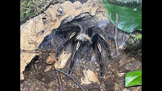 Ephebopus murinus,  Skeleton tarantular  rehouse and care