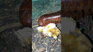 SERAM! Inilah Bentuk Kaki Seribu (Millipede) saat Makan😱#shorts