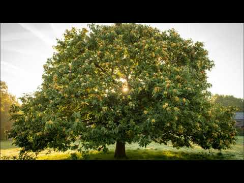 Video: Čo Sú Najstaršie Stromy Na Planéte