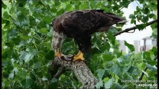 Decorah Eagles ~ Sub Adult Flies In After Mom With A Fish! Eats On Branch! 7.26.19