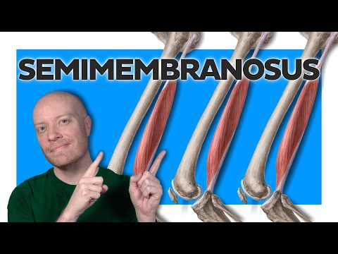 Semimembranosus Anatomy Made EASY (Origin, Insertion & Actions)