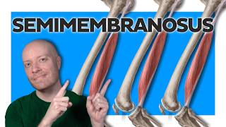 Semimembranosus Anatomy Made EASY (Origin, Insertion & Actions)