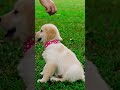 Happy Song About Dancing Puppies - by Mark Derho