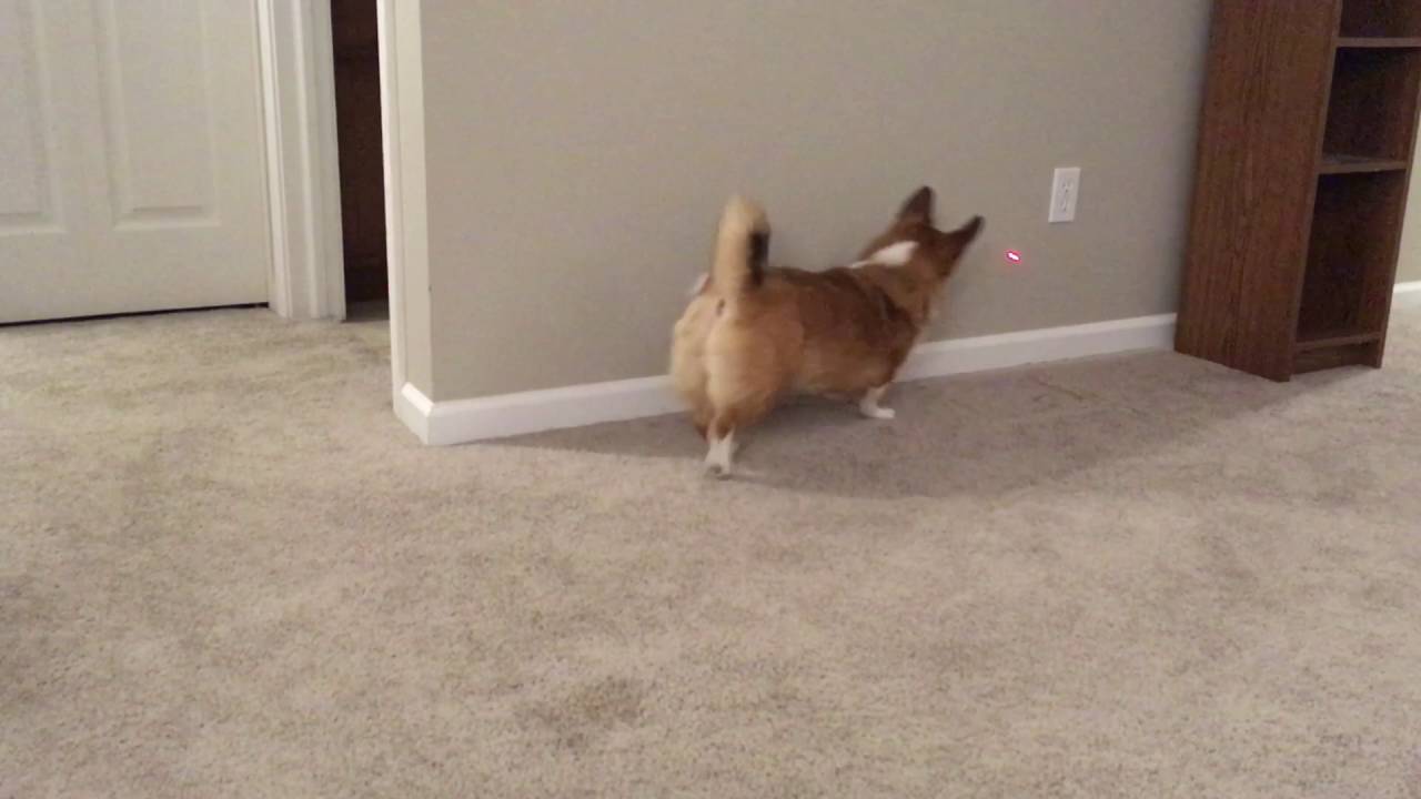 Silly Chasing Laser Pointer YouTube