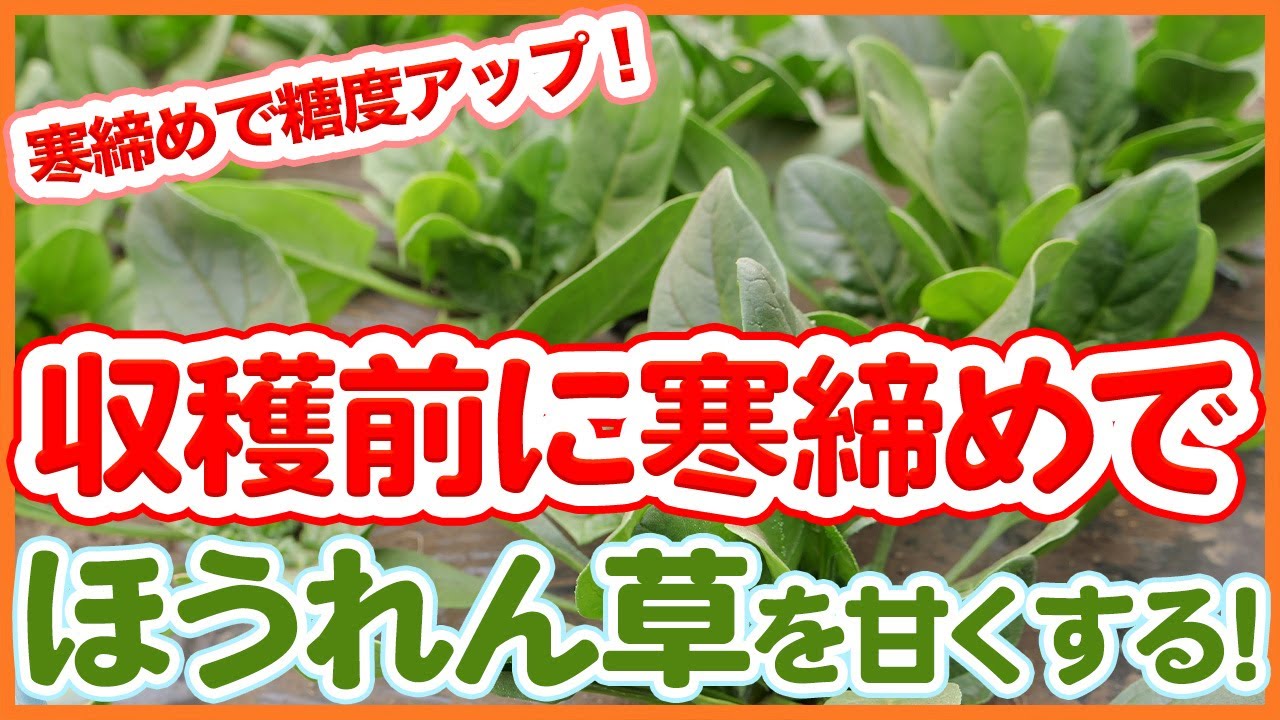 Winter spinach grown in home gardens and farms can be increased in