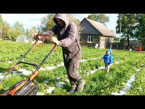 Видео: Наш первый огуречный урожай и выезд на рынок. Косим клубнику 2 дня. Порядки в теплице