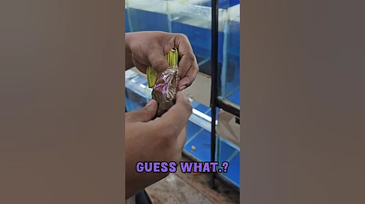 Video 11410231: quality persian cat, grey kitten