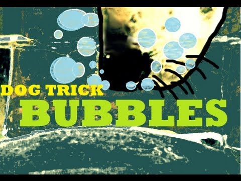 Video: Kaip išmokyti savo šunį pūsti burbulus (tai lengviau nei jūs manote!)