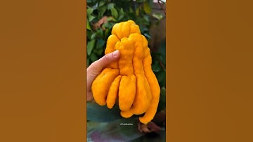 Buddha’s Hand Citron: No Juice, All Power 🍋#tropical #shorts