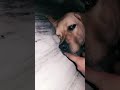 DISTURBING BOOMER WHILE HE IS SLEEPING VERY CUTE #trendingshorts #dogshorts