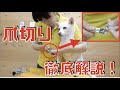 【トリマーが徹底解説！】簡単にできる犬の爪切りの仕方（ギロチン式爪切り）