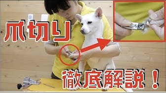犬の爪切り Youtube