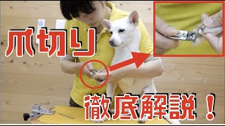 【トリマーが徹底解説】簡単にできる犬の爪切りの仕方ギロチン式爪切り
