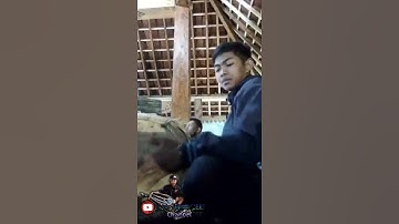 JOKO MLARAT || Cover Langgam Campursari EKO BUDOYO || Ecko Jaipongers