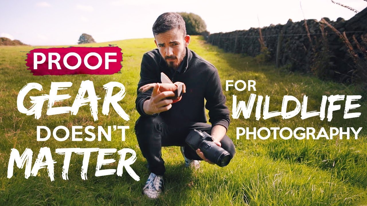 video phone beyonce mp3 PROOF Gear Doesn't Matter | Wildlife Photography Composition Advice