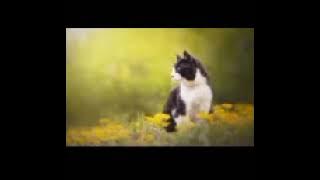 Facebook 1580782385843343720P HD