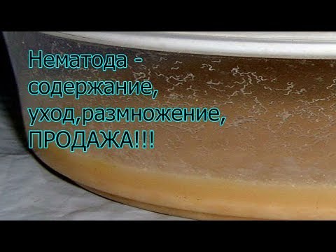 Нематоды-Содержание,уход,размножение