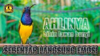 SOGON GACOR‼️AHLINYA MEMANCING BUNYI SOGON BAHAN #sogon #sogongacor #pancingansogon 