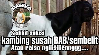 Kambing atau cempe SEMBELIT||mengatasi Tidak bisa BAB