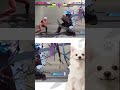 【スト6】サバンナケン(エレナ)改めサバンナ犬として活動します #Shorts #スト6切り抜き