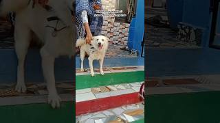 చాలా రోజుల తర్వాత నా pet dog 🐕 రియాక్షన్! 🐶❤️ #Shorts #DogReaction