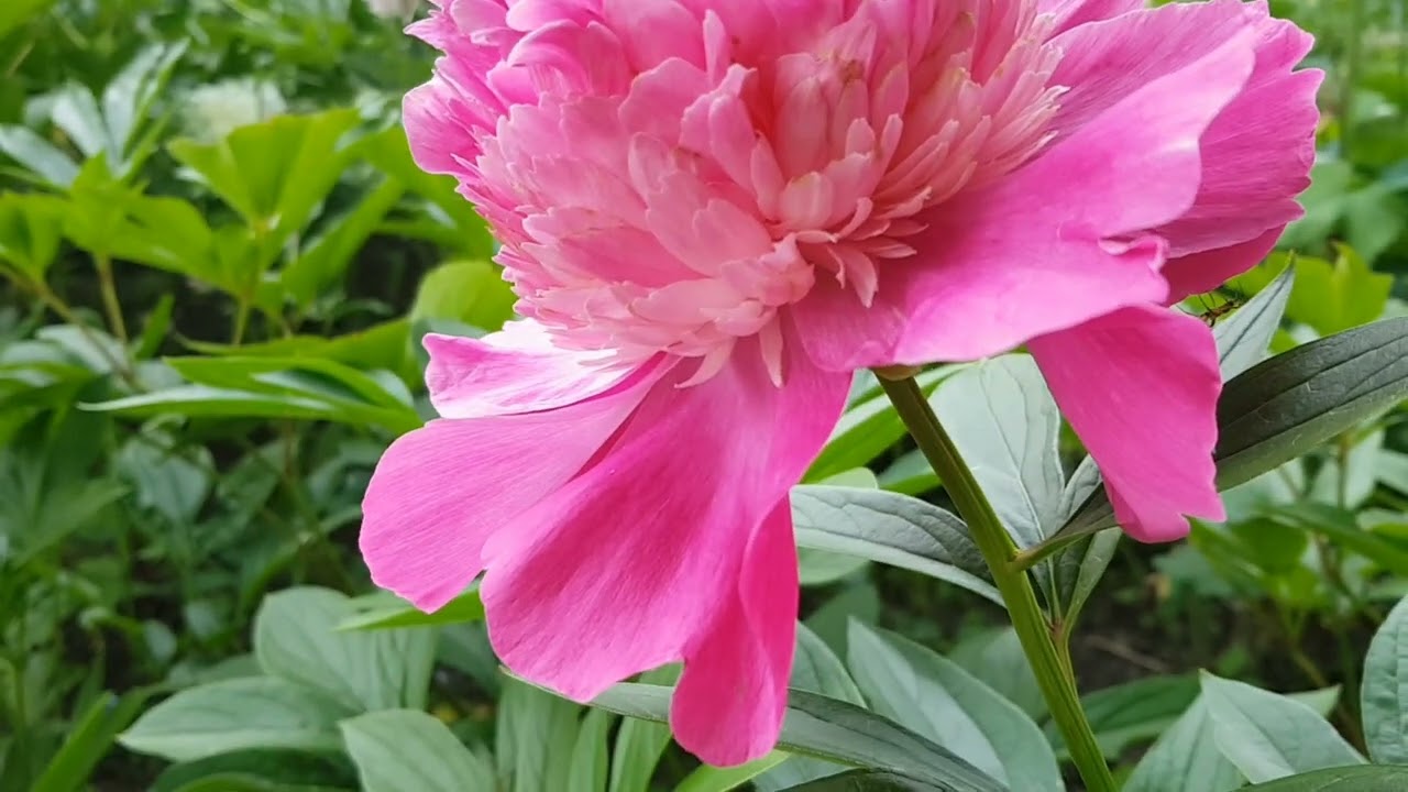 Пион Pink Pom Pom